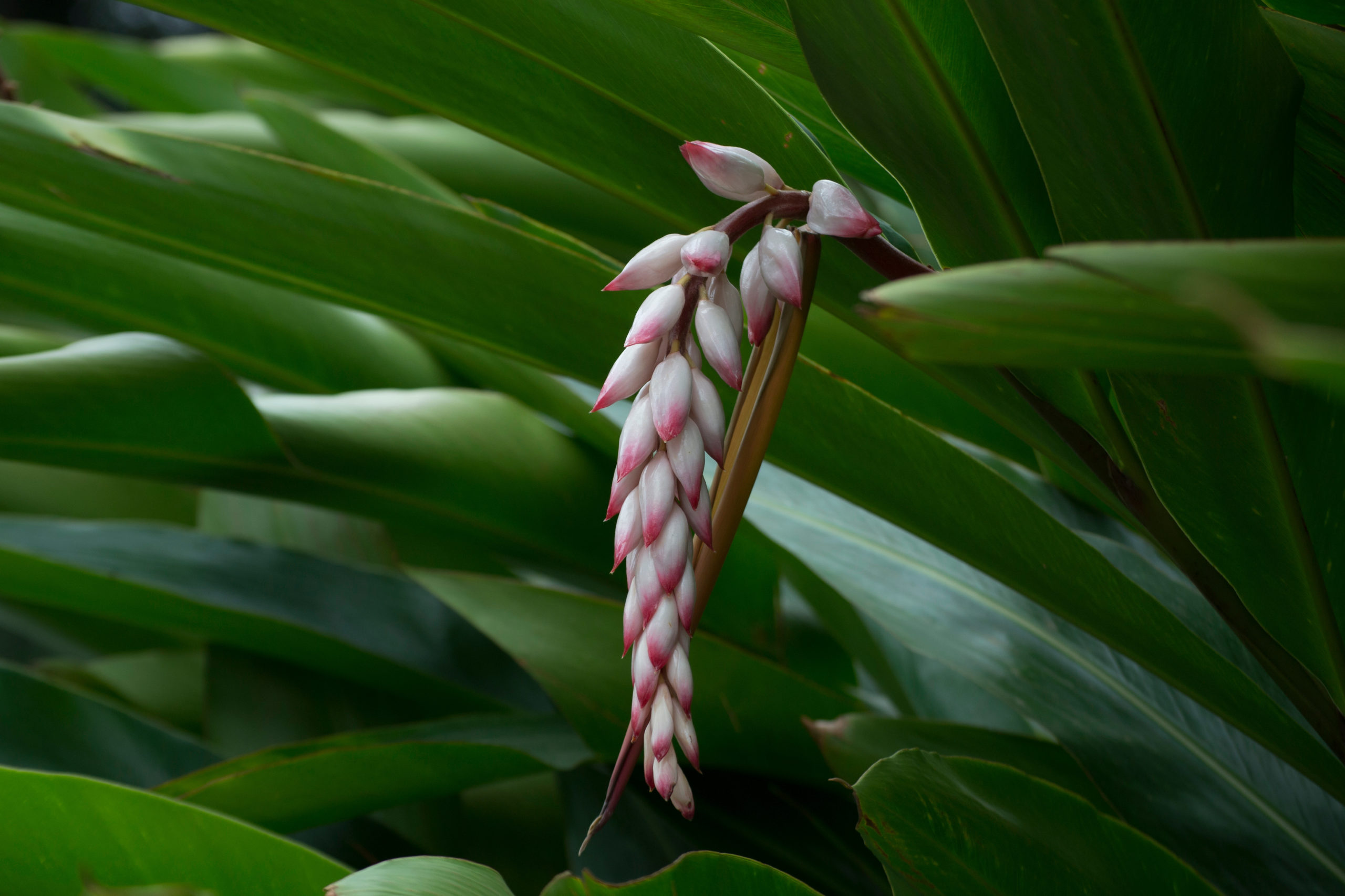 月桃(ゲットウ)