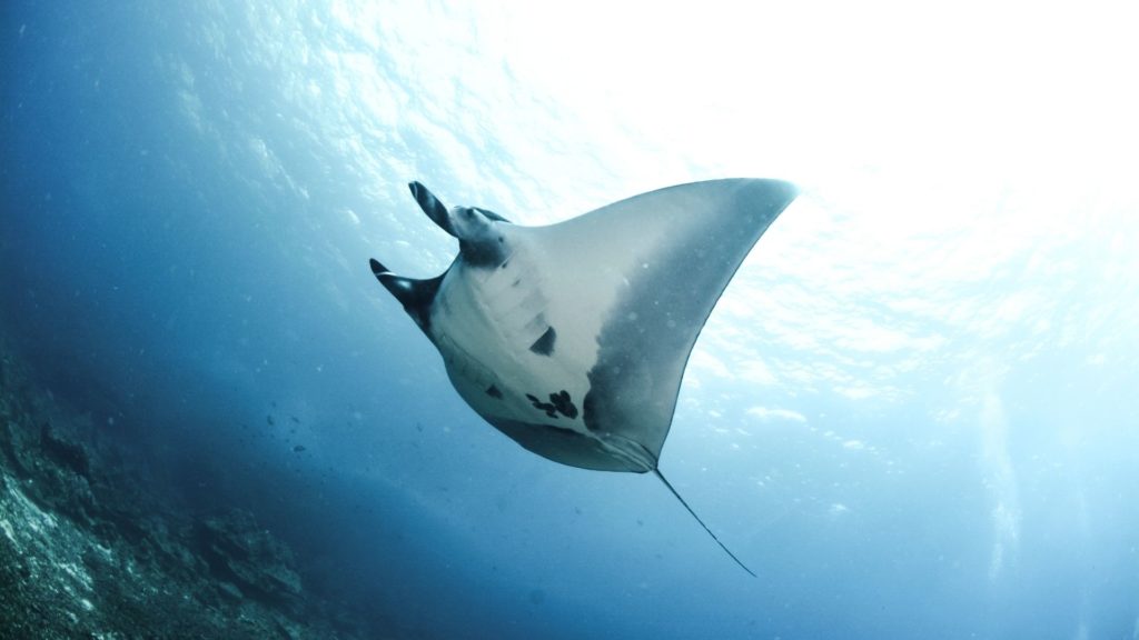 石垣島でマンタに会えるのはいつ?