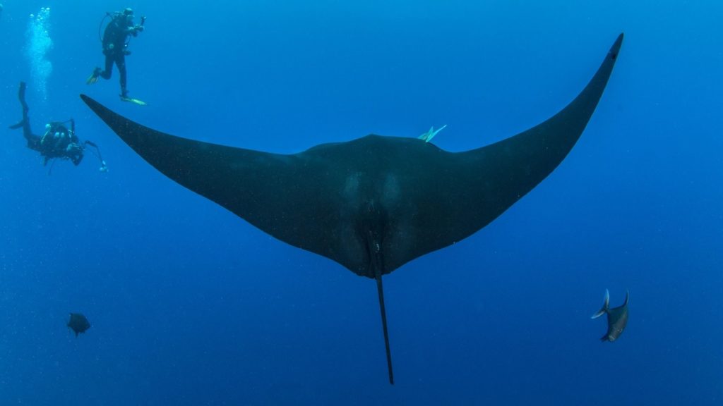 石垣島で見られるブラックマンタ|美ら海水族館でも会える!