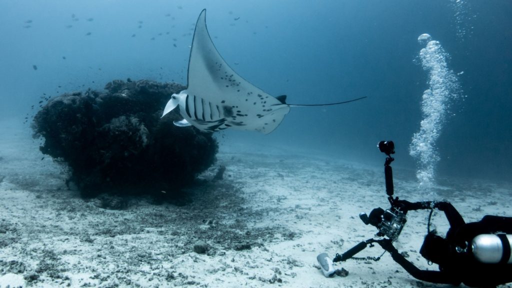 マンタ観察のルールとマナー