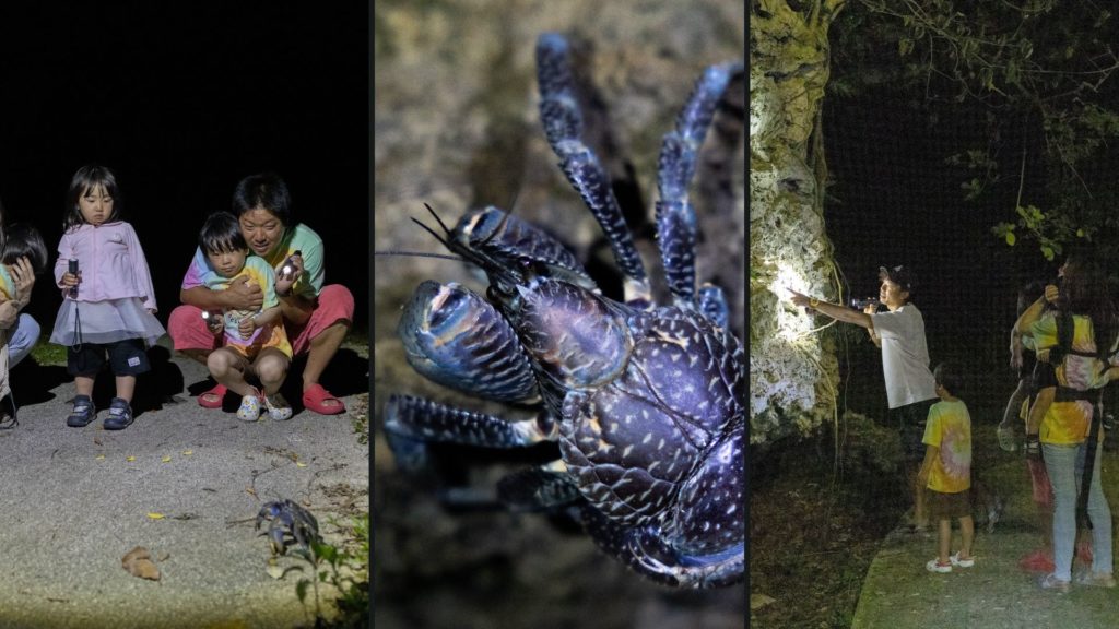 石垣島の貴重な生き物が見れるナイトツアー