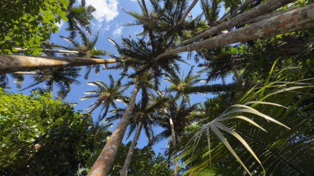 ④ 11_20　米原ヤエヤマヤシ群落＋ぱぱや（滞在30分）