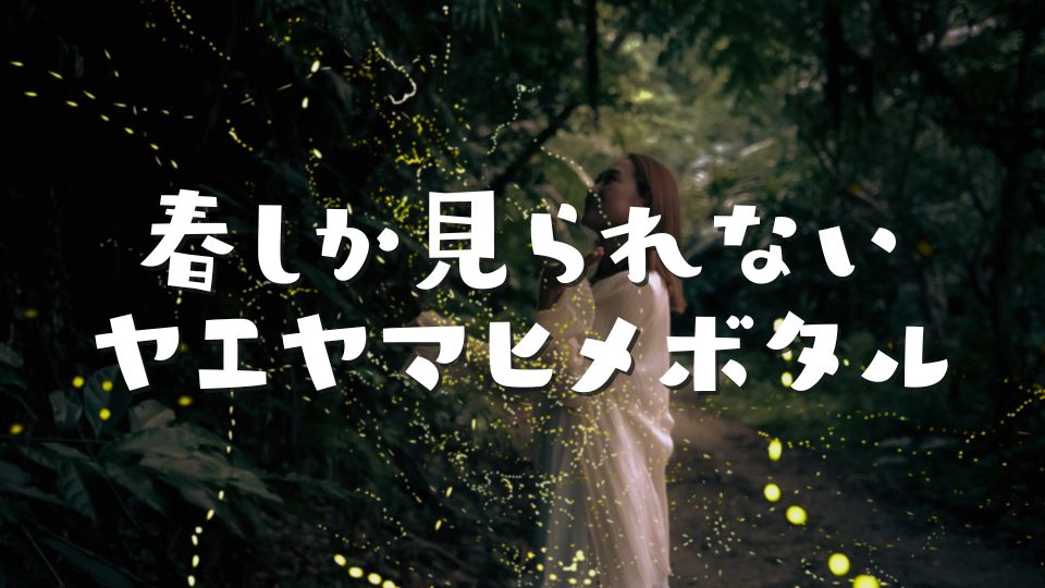 春しか見られないヤエヤマヒメボタル