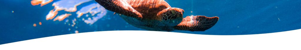 オススメポイント シュノ 上