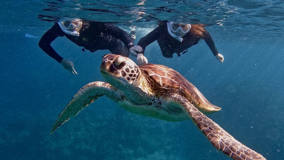 ウミガメシュノーケル