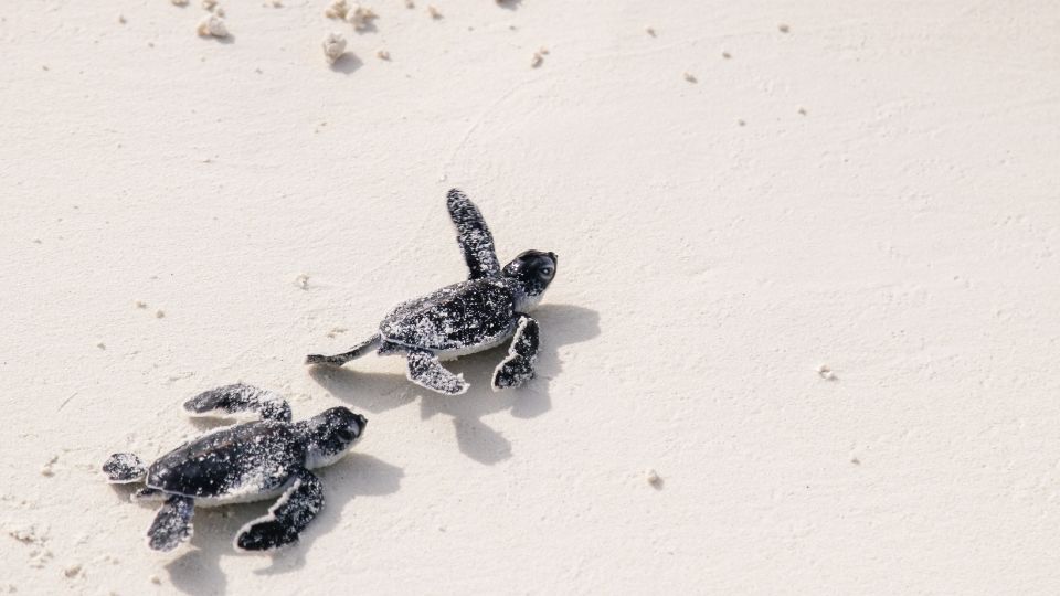 秋（9月〜11月）：赤ちゃんガメが海へ旅立つ