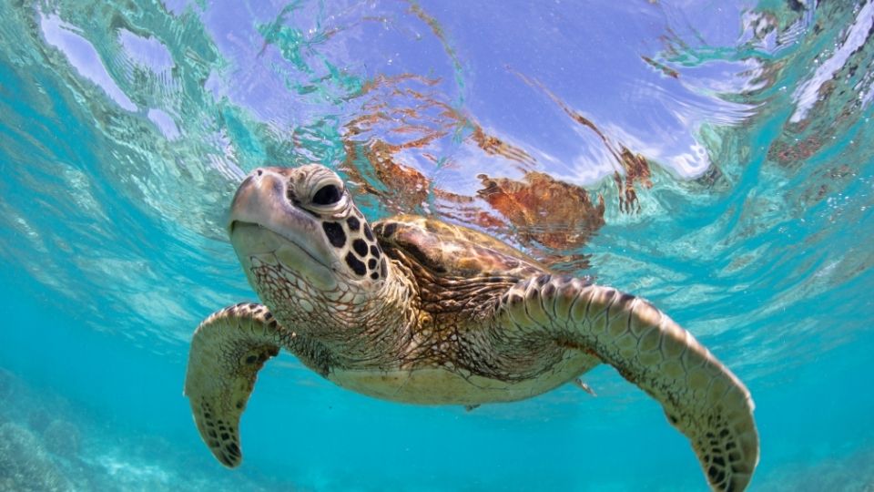 春（3月〜5月）：恋と産卵の準備シーズン