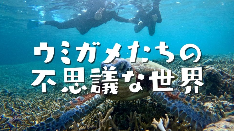 知ればもっと感動する！石垣島に住むウミガメたちの不思議な世界