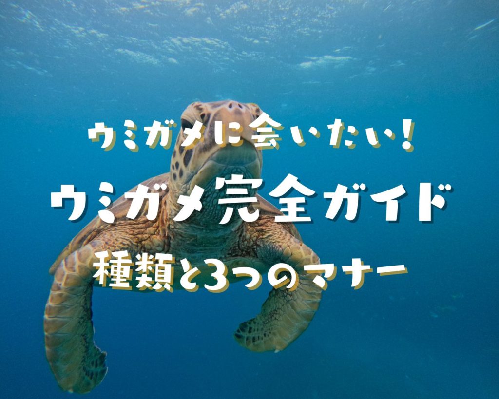 カメに会いたい！石垣島ウミガメ完全ガイド｜3種類の見分け方と絶対に守るべき3つのマナー