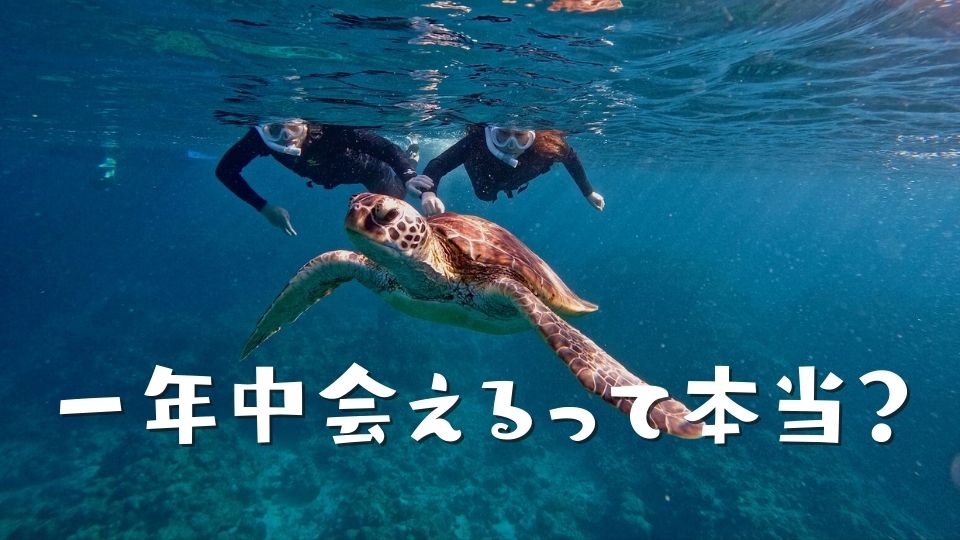 一年中会えるって本当？石垣島ウミガメ・シーズンカレンダー