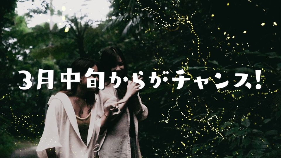 地上に舞う光の絨毯。3月中旬からがチャンス!