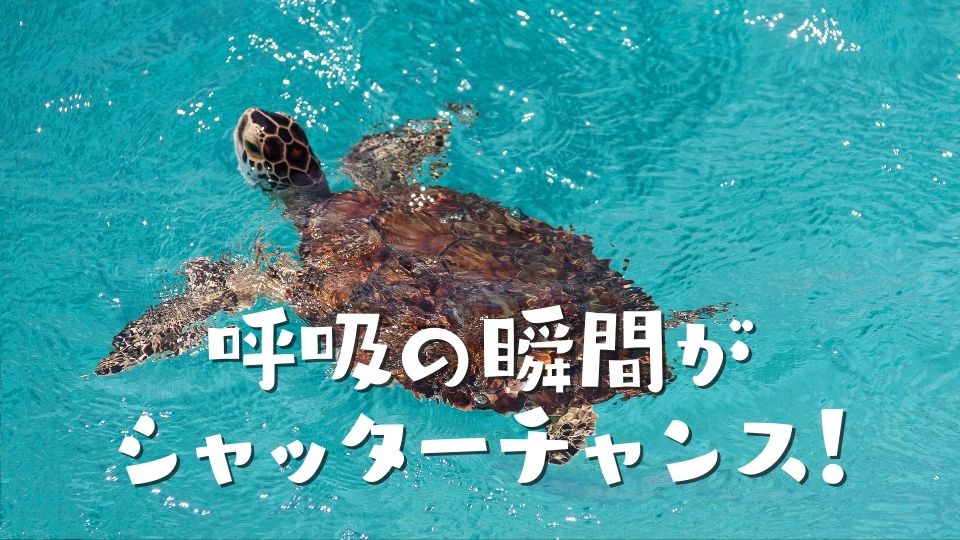 マーレスタッフ直伝のコツ：呼吸の瞬間がシャッターチャンス！水面に顔を出すタイミングを見極める方法