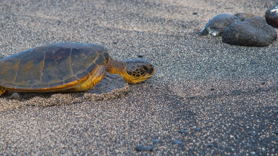 夏（6月〜8月）：産卵と孵化の生命のドラマ