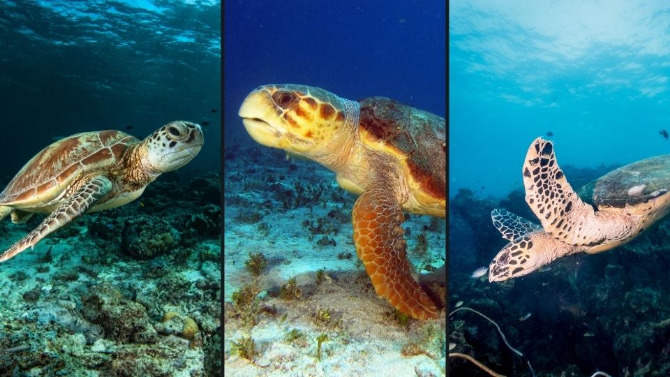 石垣島で会えるのは3種類！アオウミガメ・タイマイ・アカウミガメの見分け方