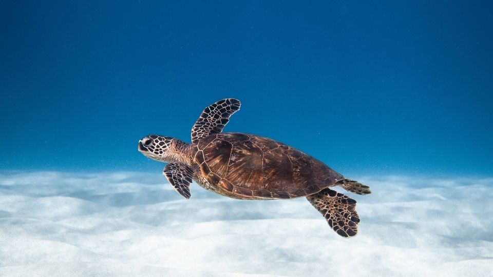 冬（12月〜2月）：透明度抜群の海でじっくり観察