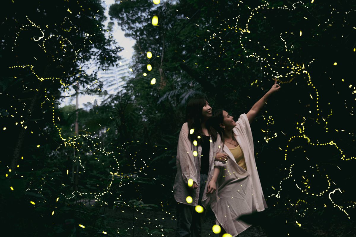 春限定ヤエヤマボタル