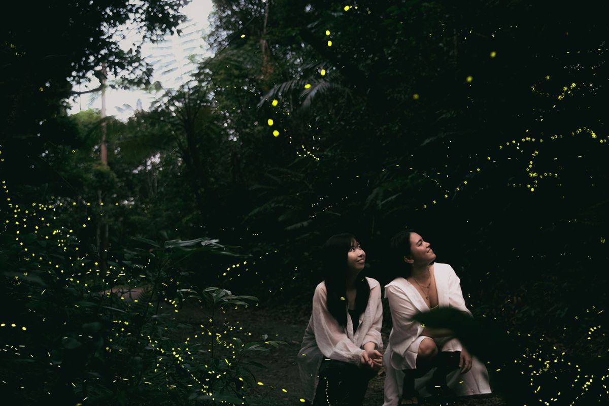 春限定ヤエヤマヒメボタル鑑賞ツアー