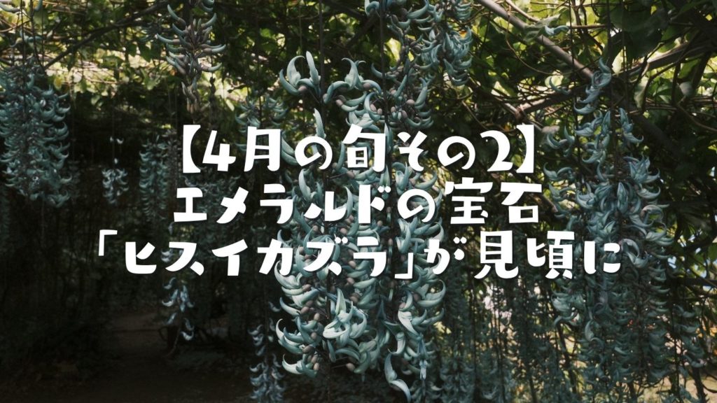 【4月の旬その2】エメラルドの宝石「ヒスイカズラ」が見頃に