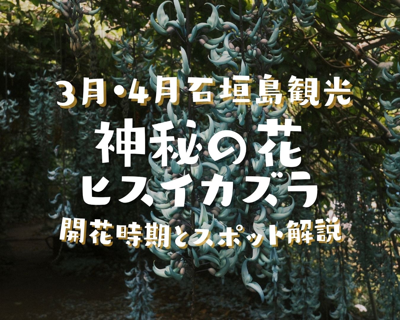 3月・4月の石垣島観光|神秘の花ヒスイカズラの開花時期とスポット解説