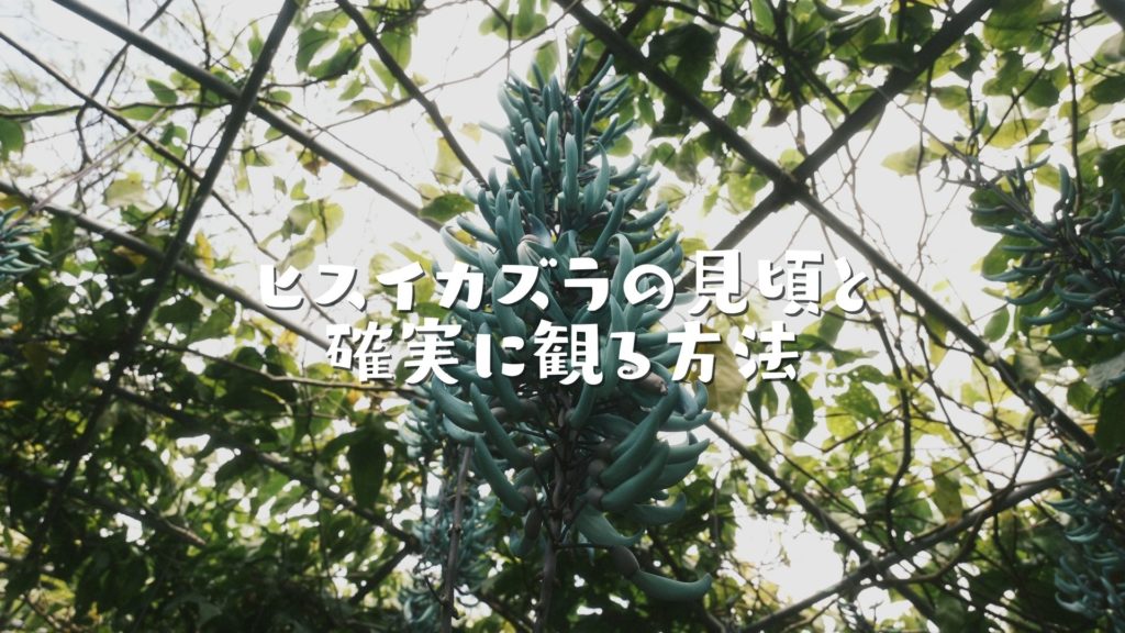 ヒスイカズラの見頃と確実に観る方法