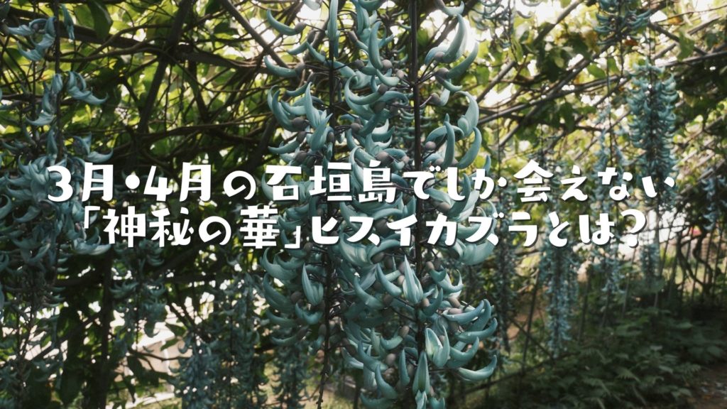 3月・4月の石垣島でしか会えない「神秘の華」ヒスイカズラとは?