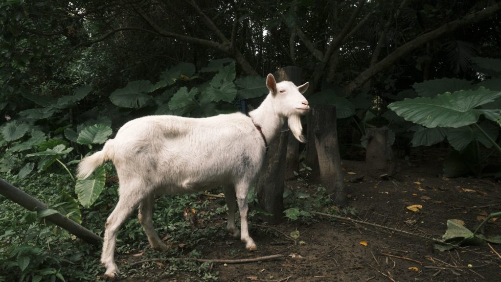 4. のんびりお出迎え「可愛いヤギたち」