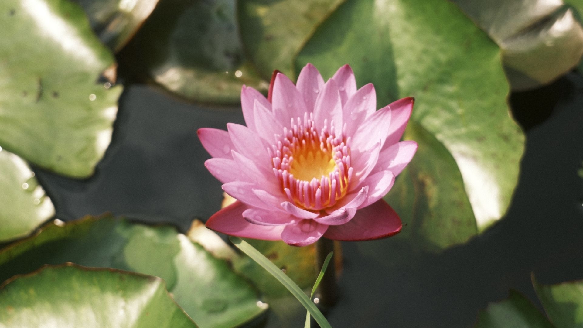 睡蓮(スイレン)