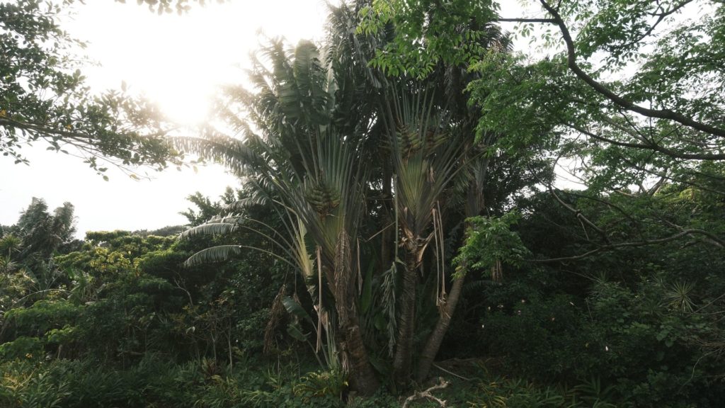 2. まるで巨大な扇!「旅人の木(扇芭蕉)」