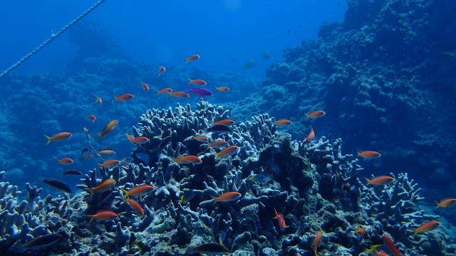 キンギョハナダイ