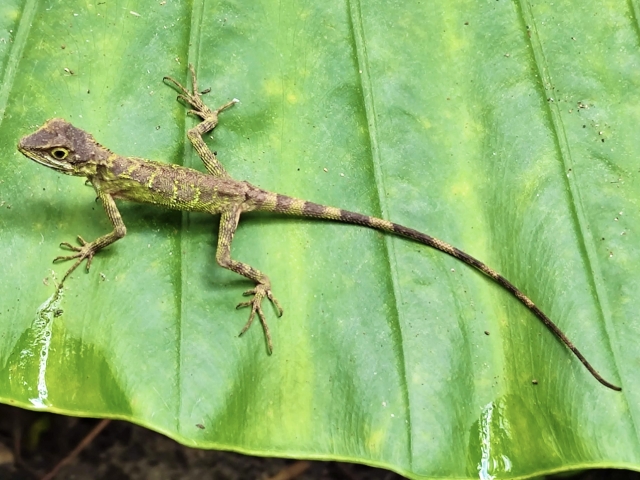 キノボリトカゲ