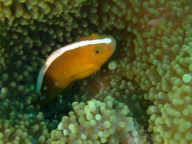 セジロクマノミ