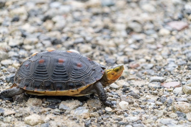 セマルハコガメ