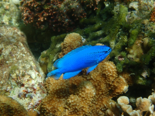 ルリスズメダイ