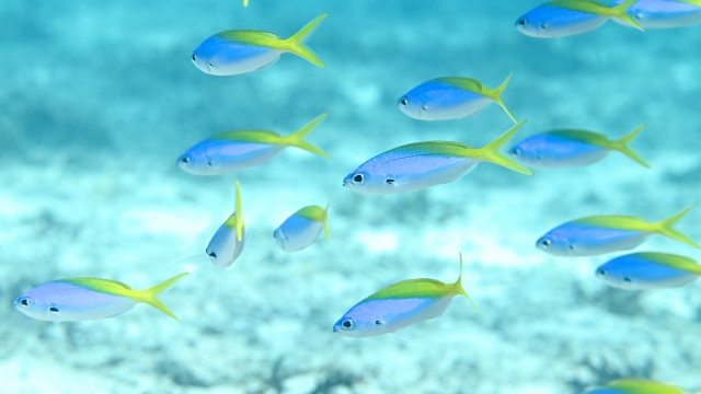 ウメイロモドキ