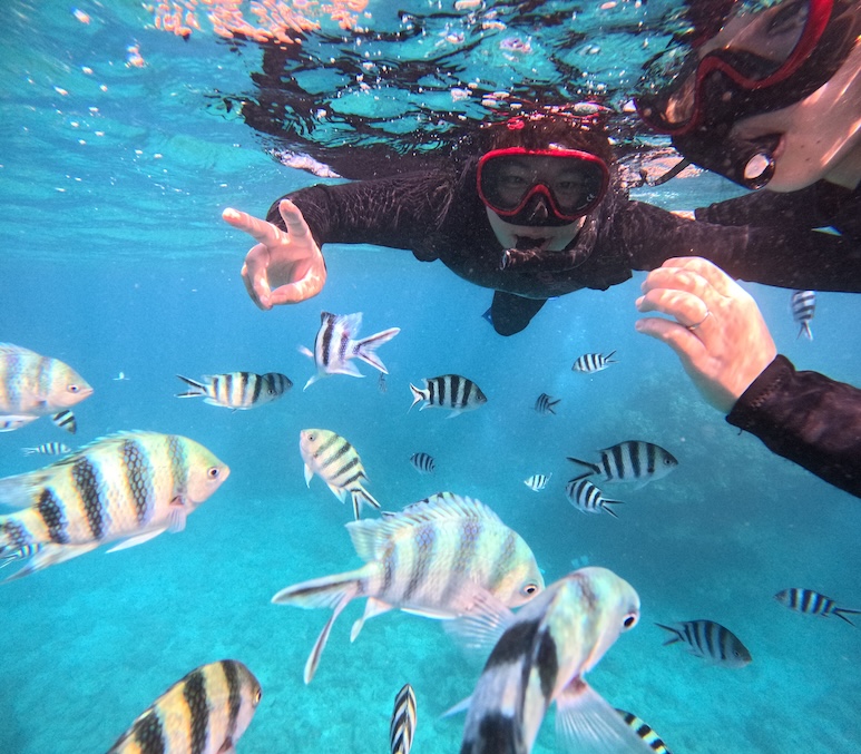 ロクセンスズメダイ