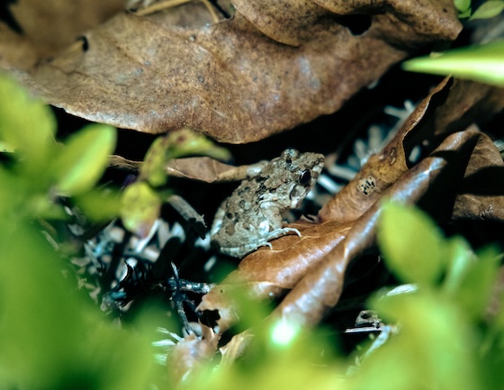 サキシマヌマガエル