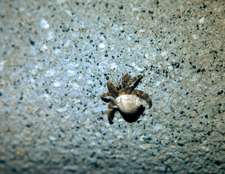 ナキオカヤドカリ