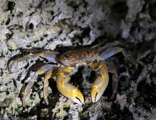 ミナミベンケイガニ