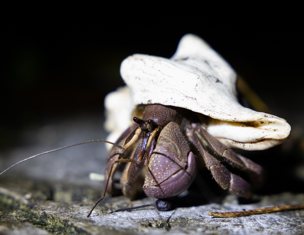 ムラサキオカヤドカリ